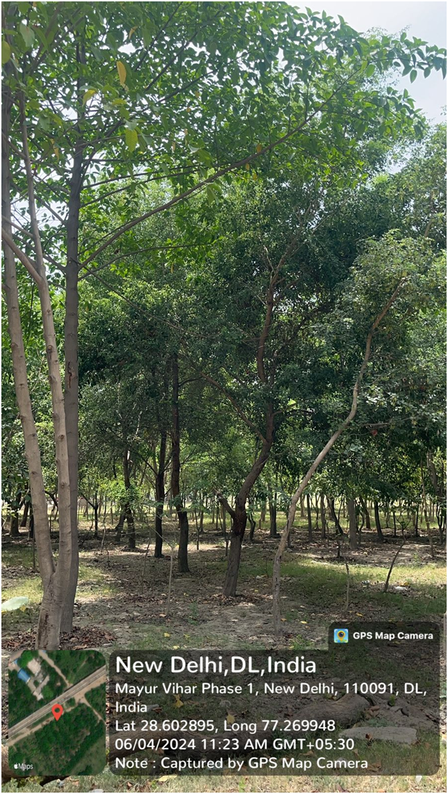 Compensatory Afforestation